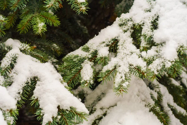 Abeto cubierto de nieve de cerca — Foto de Stock