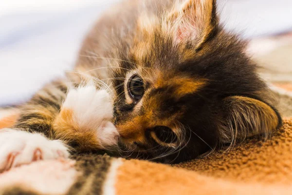 A pet. cute little kitten in home — Stock Photo, Image