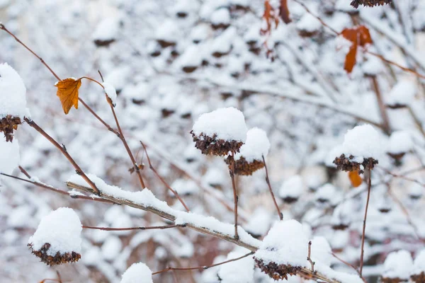 Bush bajo la nieve en invierno — Foto de Stock