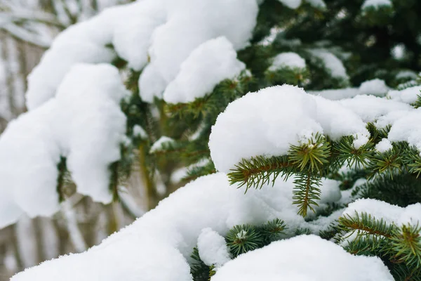 Abeto cubierto de nieve de cerca — Foto de Stock