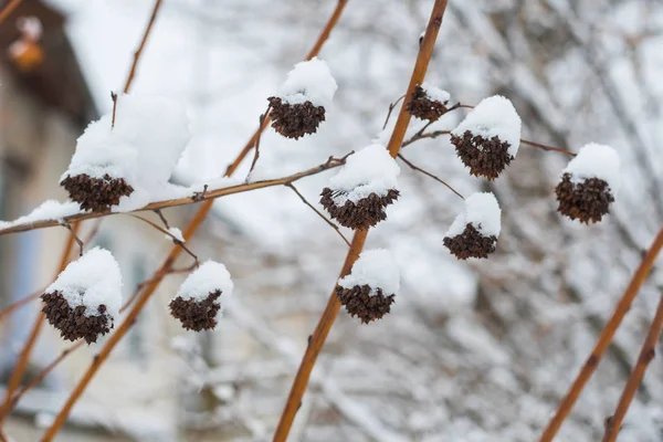 Bush under snow in winter — Stock Photo, Image