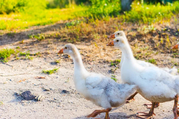 Kleine Weiße Enten Dorf — Stockfoto