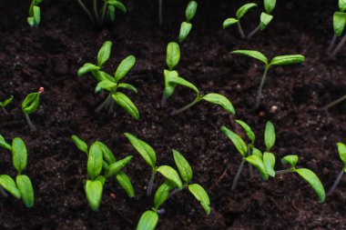 Domates filizleri. fidanlar yetişiyor