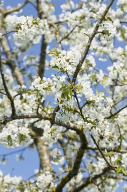 kiraz çiçeği ağacı güneşli bir günde