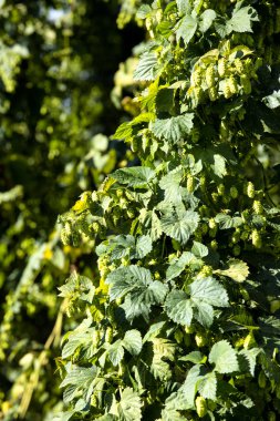 alan atlama Almanya, Bavyera, hallertau, holledau ile