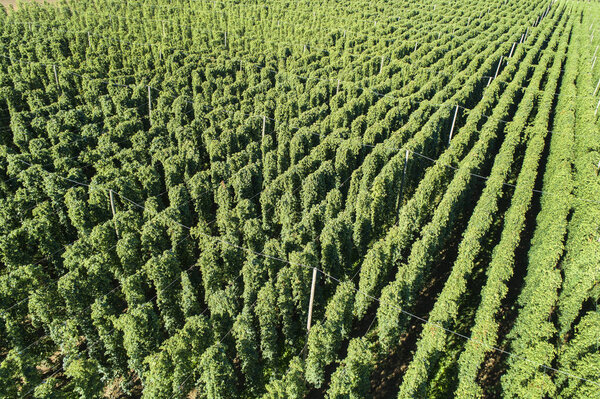 вид с поля с хмелем в Баварии (Хемниц, Халлертау), Германия, вид с воздуха
