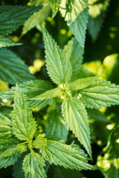 Szúró csalán (Urtica dioica) Jogdíjmentes Stock Fotók