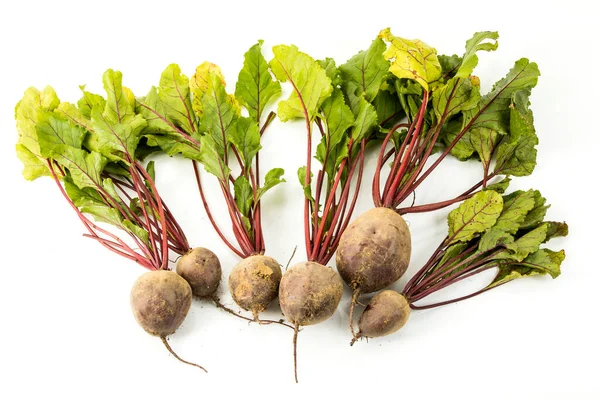 Fresh Beetroot White Background Topview Royalty Free Stock Images