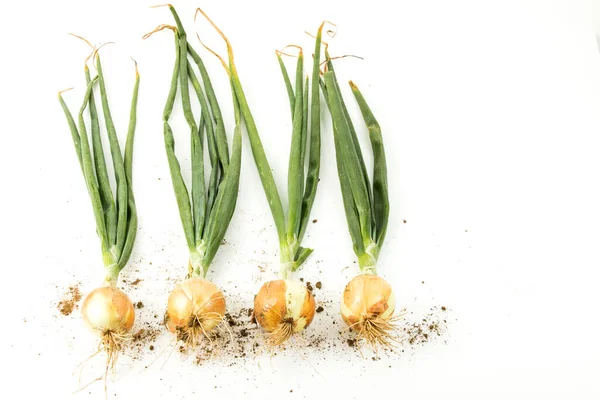 Fresh Onions White Background Topview Stock Picture