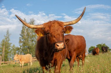 Scottish highland cattle (Bos primigenius taurus). Domestic animal. clipart