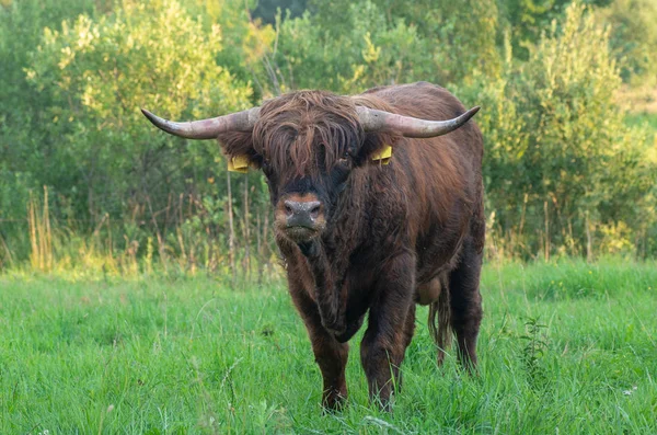Szkocka Rasa Wyżynna Bos Primigenius Taurus Zwierzę Domowe — Zdjęcie stockowe