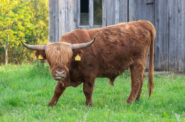 Шотландский Горный Скот Bos Primigenius Taurus Домашние Животные — стоковое фото