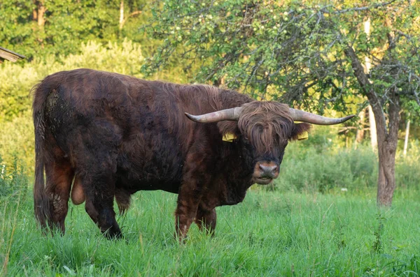 Szkocka Rasa Wyżynna Bos Primigenius Taurus Zwierzę Domowe — Zdjęcie stockowe