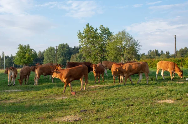 Cattle Limousin Cows Lithuania Landscape — Stock Photo, Image