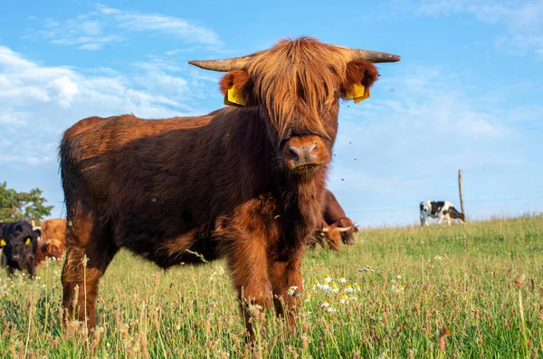 Шотландский Горный Скот Bos Primigenius Taurus Домашние Животные — стоковое фото