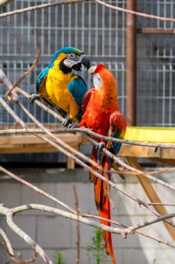 İki parlak bir ağaç dalı hayvanat bahçesinde oturan Ara papağan