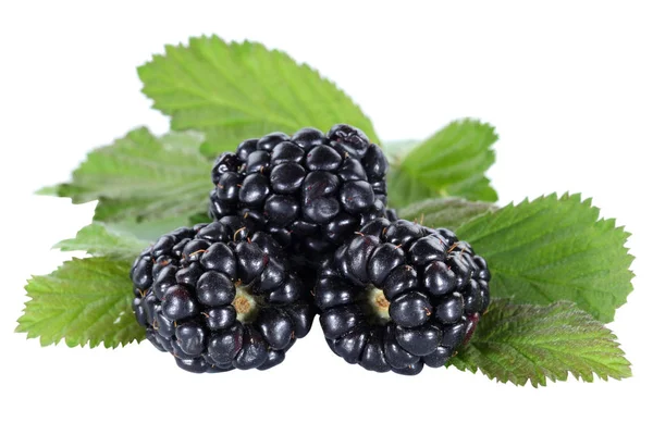Blackberry Fruit Blackberries Berry Berries Fruits Leaves Isolated White Background — Stock Photo, Image
