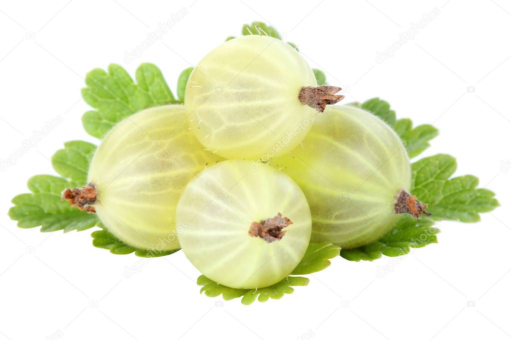 Gooseberries gooseberry berries fruits fruit leaves isolated on a white background