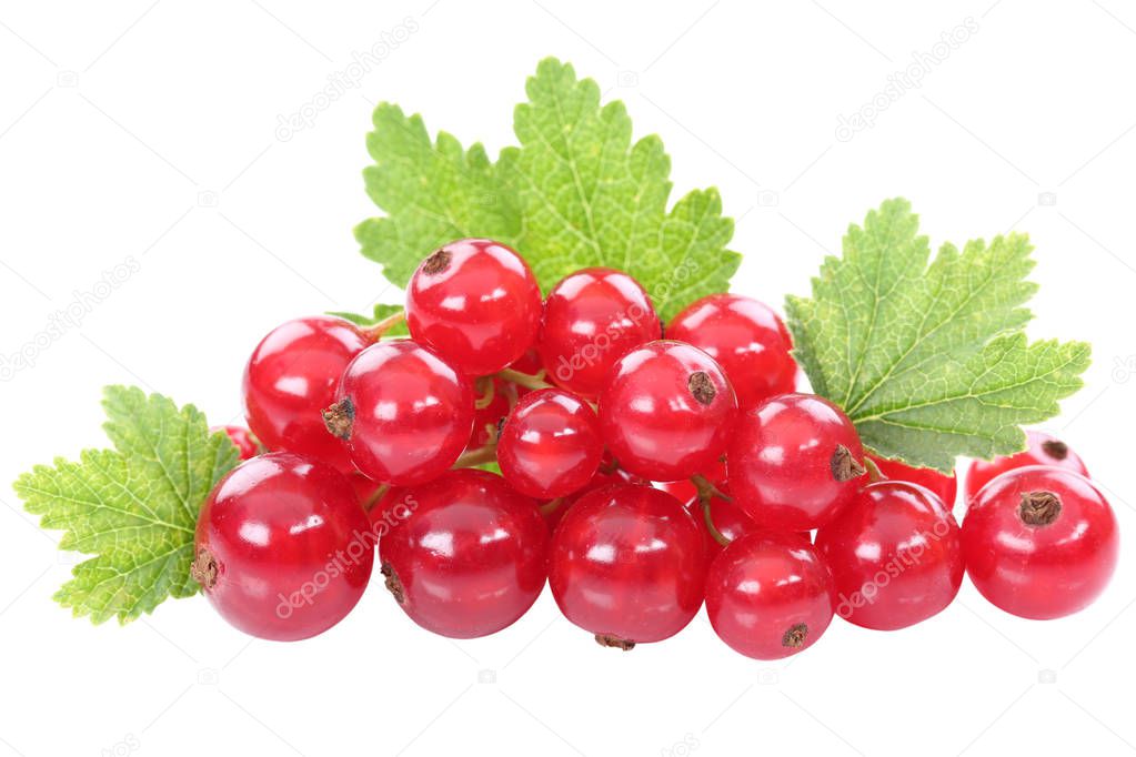 Red currant currants berries berry fruits fruit leaves isolated on white