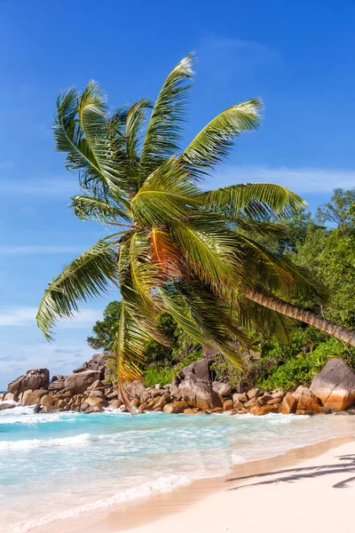 Seychelles Anse Georgette Playa Praslin Isla Palma Formato Retrato Vacaciones — Foto de Stock