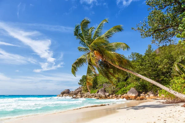 Seychelles Anse Georgette Playa Praslin Isla Vacaciones Palma Paraíso Agua — Foto de Stock