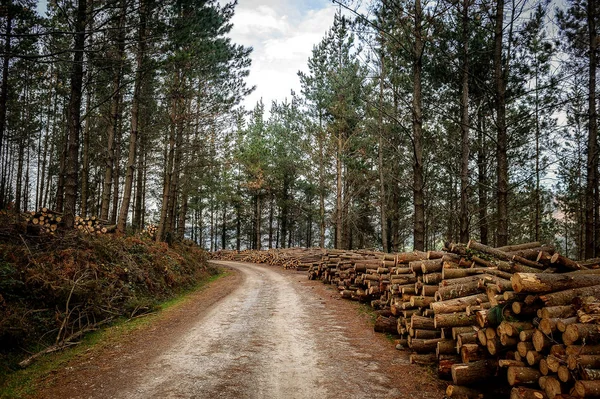 Ağaç kesme alanında İspanya'da bir yerde orman yolu.