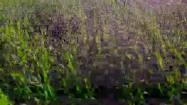 Hava drone görüntüleri, yeşil-yem