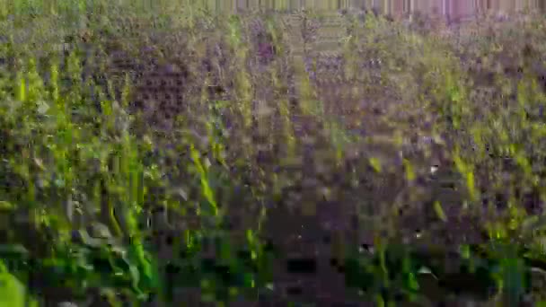 Images aériennes de drones, fourrage vert 