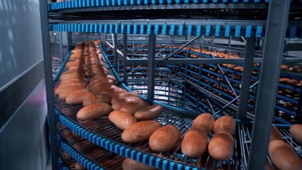 Виробництво хліба в хлібобулочних виробах, свіжий запечений хліб — стокове відео