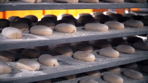 Brood productie in de bakkerij, vers gebakken brood — Stockvideo