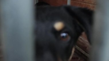 Hayvan barınağında köpekler, köpekler için muhafaza köpekler