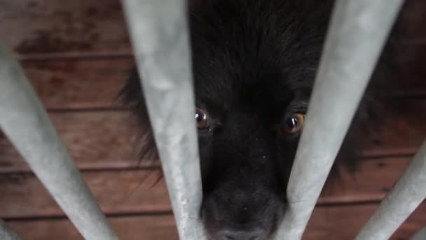 Psi ve zvířecího útulku, psi v ohradě pro psy — Stock video