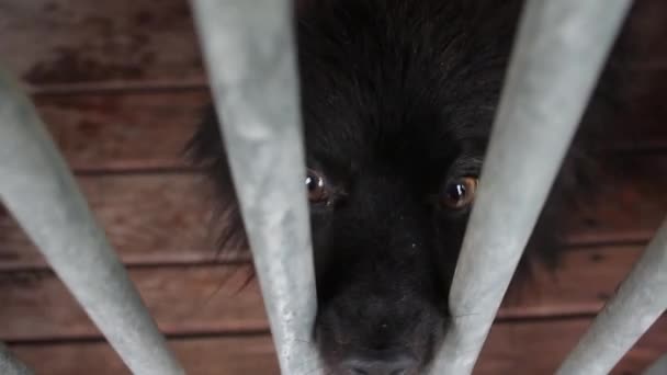 Perros en el refugio de animales, perros en el recinto para perros — Vídeos de Stock