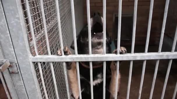 Dogs in the animal shelter, dogs in the enclosure for dogs — Stock Video