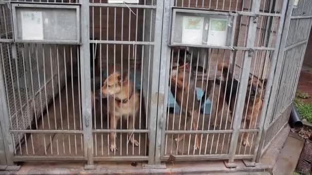 Perros en el refugio de animales, perros en el recinto para perros — Vídeo de stock