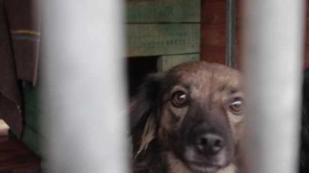 Psi ve zvířecího útulku, psi v ohradě pro psy — Stock video