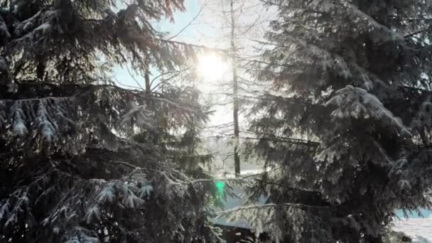 Arbres à feuilles persistantes avec neige sur les branches en plein soleil 
