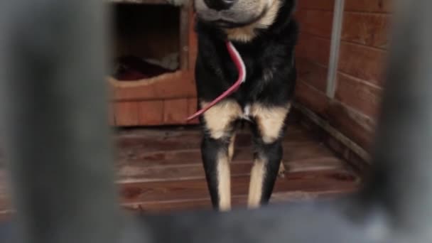 Cães no abrigo de animais, cães no recinto para cães — Vídeo de Stock