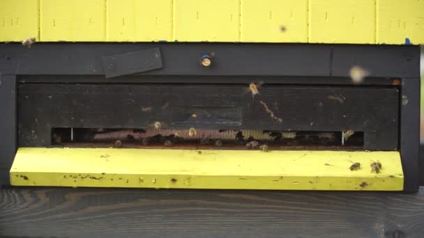 Sciame di api consegnare nettare volare intorno alveare — Video Stock