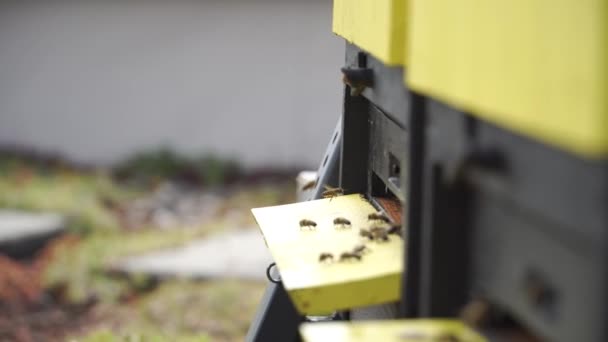 Swarm of bees deliver nectar flying around beehive — Stock Video