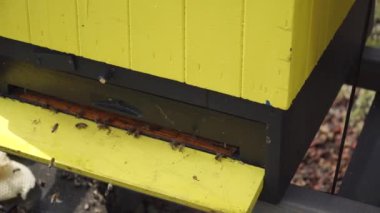 Arı sürüsü arı kovanının etrafında uçan nektar teslim