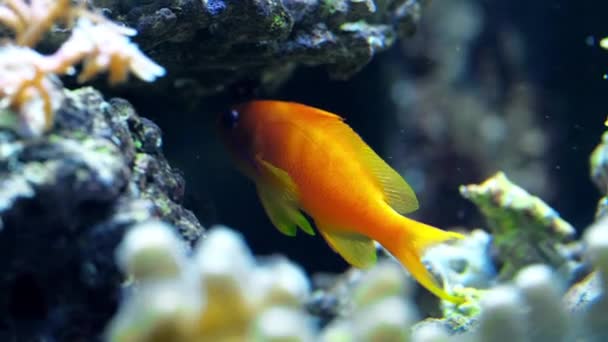 Poissons colorés nager dans un aquarium manger des coraux et jouer — Video