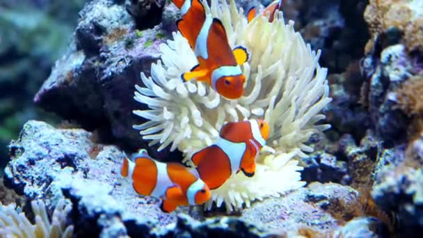 Bunte Fische schwimmen im Aquarium, fressen Korallen und spielen — Stockvideo