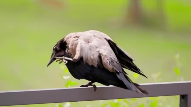 Un uccello corvo siede sul bordo, prude e decolla — Video Stock