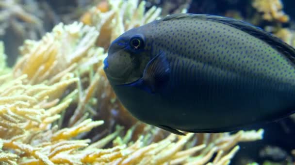 Красочные рыбы плавают в аквариуме едят кораллы и играют — стоковое видео