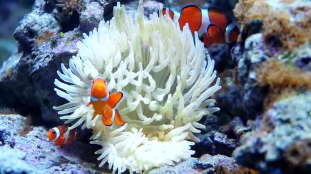 Барвисті риби плавають в акваріумі їдять корали і грають — стокове відео