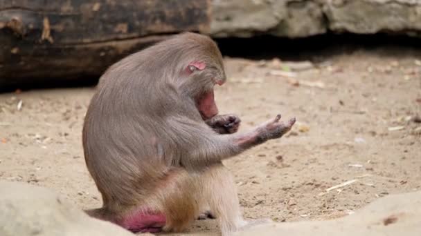 Małpa siedząca na kamieniu szukając pcheł na sobie — Wideo stockowe