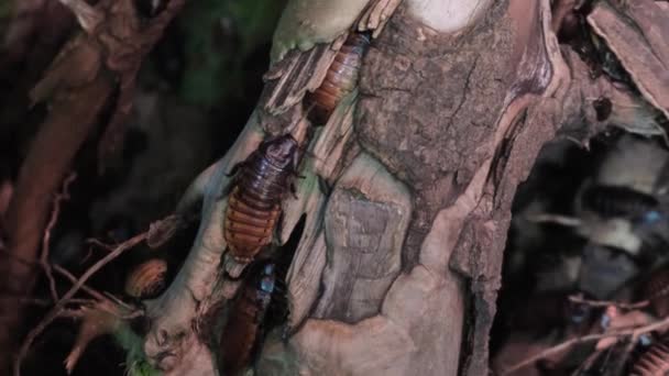 木头上有许多大蟑螂 — 图库视频影像