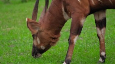Vahşi hayvanlar çimlerin üzerinde yeşil otları yerler.