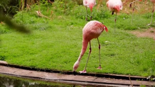 Wild pink flamingo drinks water — Stock Video